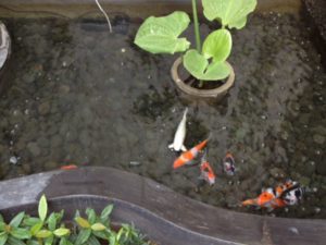 bed and breakfast sanur