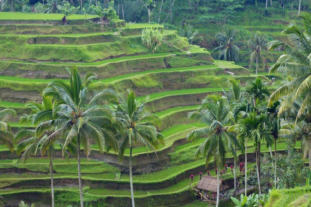 Tegalalang Rice Terrace Bali